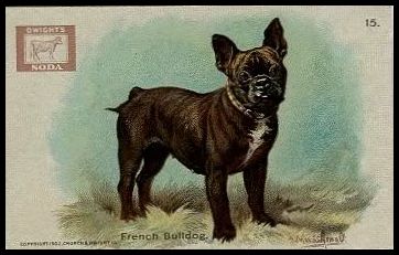 15 French Bulldog